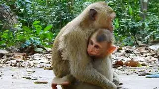 baby monkey needs good take care