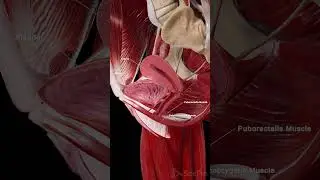 Female Bladder, Uterus & Pelvic Floor | 3D Anatomy Animation
