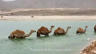 Beautiful Mughsail Beach Salalah Oman with Camels   Place to Visit
