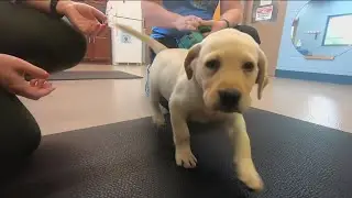 Try This! | Ability Center service dog training
