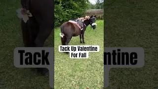 Mini Horse Tack Up 🍁 &ldquo;Autumn Vibes&rdquo; #minihorse #saddleup #tackup