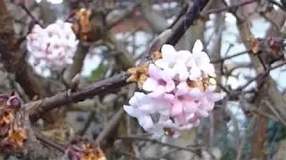 Viburnum bodenensas - Bl&oacute;mstrandi Viburnum runni - Geitbla&eth;s&aelig;tt - Gar&eth;pl&ouml;ntur