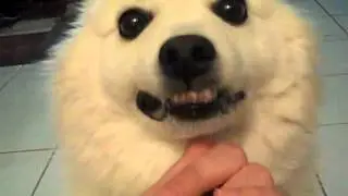 Sugar the American Eskimo