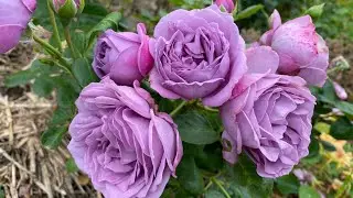 Kinda Blue what an impressive and gorgeous beauty among roses in my UA garden! Lilac lavender rose