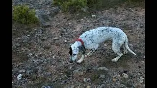 Balade avec Mina sur le Larzac