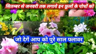 सितंबर से लेकर जनवरी तक लगने वाले 10 परमानेंट पौधे जो  देगे पूरे साल भर फूल #trending #gardening