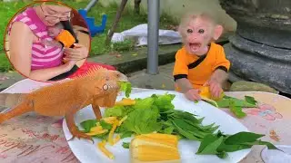 Monkey Baby Tom | Baby monkey Tom cries asking his mother to feed him jackfruit and vegetables