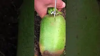 Ca&ntilde;a de az&uacute;car/ sugar cane