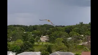 Osprey was 3 feet away from my Mavic 4 Pro