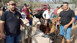 Feira de Animais da Vila do Jerimum. Cabras,Carneiros,Bodes,a melhor feira da região. 18/01/2026.