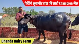 Sukhbir Dhanda ने दिखाई आपनी सारी Champion भैंस | Sukhbir Dhanda Dairy Farm New Video