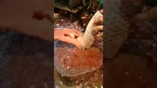 fish cutting short video#fishcuttingskills shorts#YouTube channel#foryou