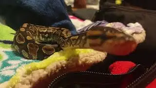 Snake's Kiss 💞🐍