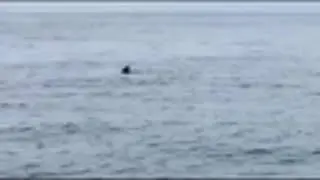 Great white spotted of coast of Fernandina Beach