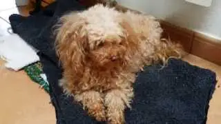PARANOID DOG AFTER TAKING DRUGS!