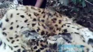 Tiger Poaching Expos&eacute; - Poacher shows off full skins of 2 Leopards