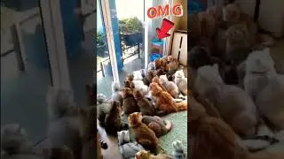 So Many Cats watching 1 Piegon 🕊️ outside 😂 #shorts
