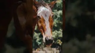 #shorts Galloping Grace: Majestic Horses in Action #nature @Sailorsteve1