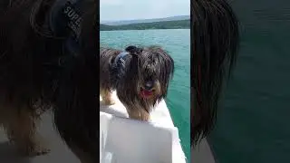 la cata... cata...  la catastrophe !!! #dog #chien #libert&eacute; #vanlife #nomad #dogs