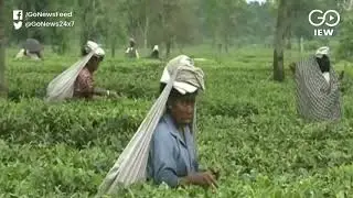 Tea Sector In Dire Straits