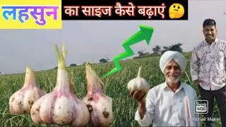 लहसुन का आकार कैसे बढ़ाएं🤔 🧄 Lahsun Ka Size Kese Bhadhaye 🧄How To Increase Garlic size