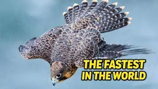The peregrine falcon is a diving hunter. The fastest animal on the planet! ⚡🦅