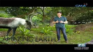 Amazing Earth: Meet the Giant Reindeer