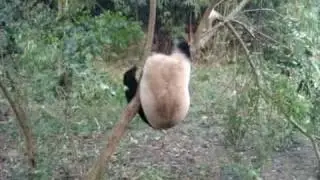 Crazy Panda Tree Climb