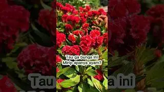 Nama Kerennya Sih Bunga Celosia Cristata!