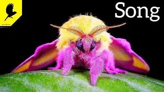 Moth sound | Мотылёк звук | Le son d'un papillon de nuit | कीट ध्वनि | Der Klang der Motte
