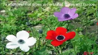 anemone meaning