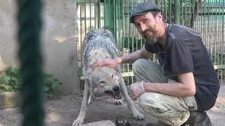Доказательство доверия: волк без пищевой агрессии / Proof of trust: a wolf without food aggression