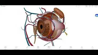 Plataforma 3D Cuerpo Humano 4