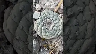 C&oacute;mo identificar un peyote, o cactus Lophophora williamsii