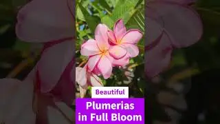 Plumeria Flower Bloom 🌺 Beautiful Tropical Garden #shorts