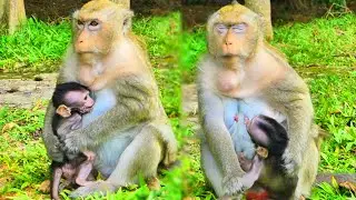 Mommy Monkey Madie Gently Stops Baby from Nursing &ndash; Weaning Begins