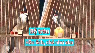 CB hầu ếch nết găm đều chạy cầu 4 mặt tốt. Căng xả ché như aka, bộ lực trường