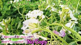 Cinematic Nature Background For Fireworks Background Shayri