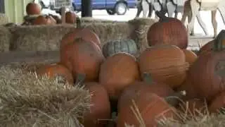 Fall at the Elegant Farmer