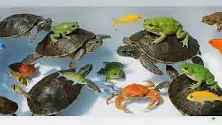 Catching fish, turtles, frogs, tortoise, and enjoy colorful animals