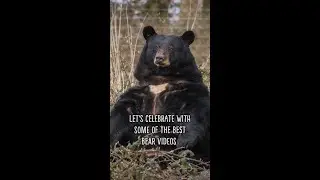 World Bear Day - The Best Bear Video | Woburn Safari Park