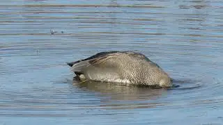 Canapiglia