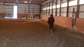 Aster OCF Twilight Teah | 2023 Morgan Filly 5