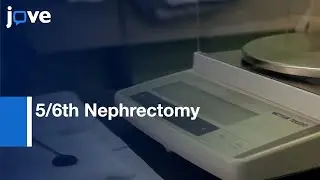 5/6th Nephrectomy: Induction of Chronic Kidney Disease | Protocol Preview