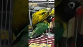 GREEN PERSONATA WILD TYPE #lovebirds #africanlovebird #shorts #viral #animals #birds
