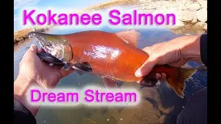 Dream Stream Kokanee Salmon Fly Fishing Action Platte River