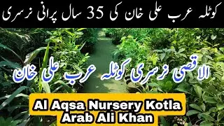 Al Aqsa Nursery Kotla Arab Ali Khan | Oldest Plants Nursery In Kotla Arab Ali Khan | Kotla Bhimber