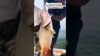 Nile perch fishing uganda (Lake Victoria)