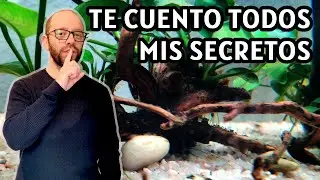 Rutinas que sigo en mis acuarios - Iluminación, abonado, productos que uso...
