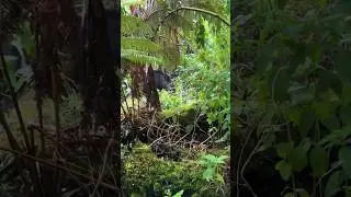 Охота на дикого кабана в дремучем лесу&ndash;полное приключение#ForestHunt #outdoorlife #wildboar #hunting